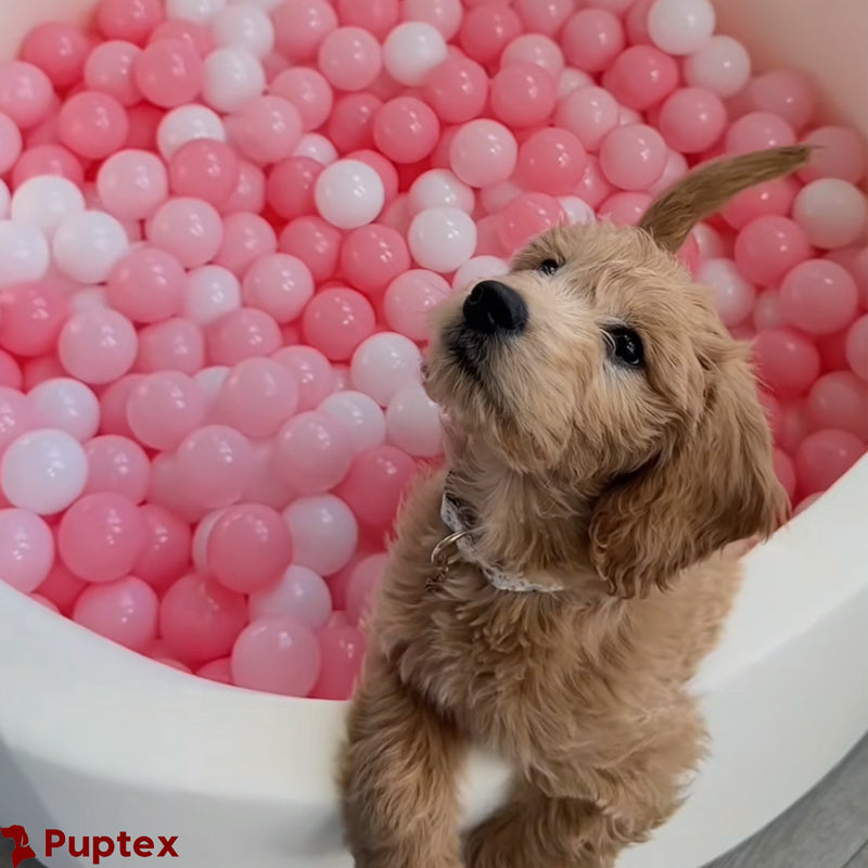 Frenzy Pit Dog Ball Pit Puptex