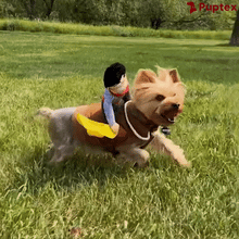 Load image into Gallery viewer, Crazy Cowboy™ - Dog Costume
