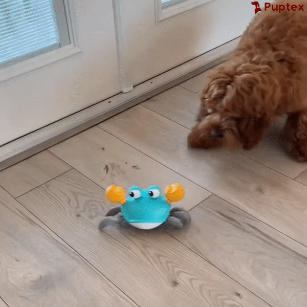 Crawling Crab™ - Interactive Dog Toy – Puptex