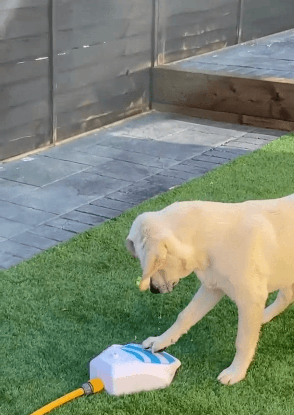 B&m dog water sales fountain