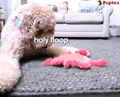 Lucky Lobster™ - Interactive Dog Toy – Puptex